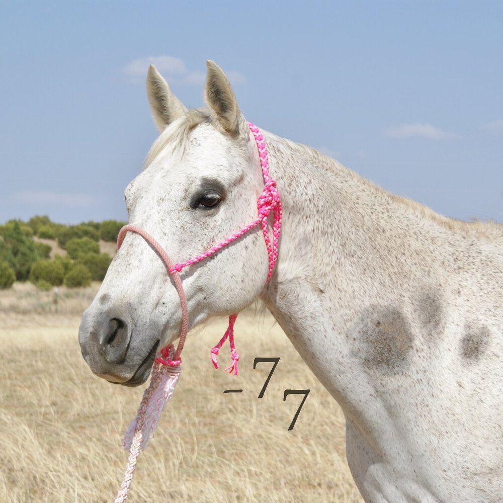 Handmade Braided Paracord Halter w/ Lariat Rope Noseband & Braided Lead - Pink